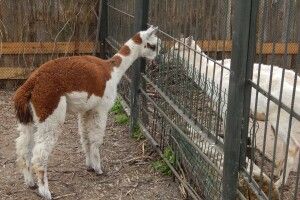 До самця у Луцькому зоопарку приїхала самка (Фото)