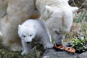 Мюнхенський полярний ведмедик вперше вийшов на прогулянку (фото)