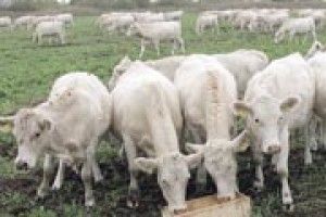 КОЛИ ВОЛИНЬ СТАНЕ КРАЄМ М’ЯСНОГО СКОТАРСТВА?
