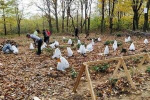 В Україні рекультивували унікальну чайну плантацію