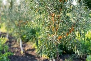 Майбутнє українського ягідництва – за обліпиховими садами