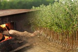 Шахтарське місто обігріє… тріска з енергетичної верби?