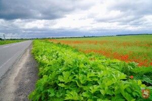 Громаді на Волині допікає борщівник
