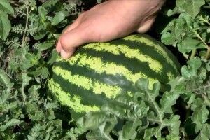 Коли подешевшають кавуни (Фото, відео)