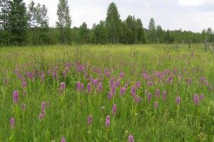 На Чортовому болоті в Цуманській пущі знайшли червонокнижну орхідею