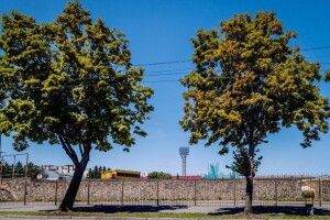 У Луцьку через ремонт водопроводу та каналізації видалили вісім дерев