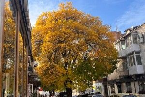 У Луцьку обирають найкрасивіше дерево міста: як доєднатися