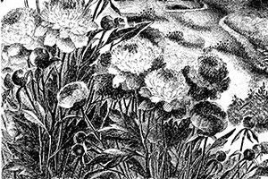 ВІКНО РУБРИКИ: цвітуть піонії під маминим вікном