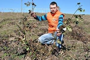 6 СОТОК, 3 ТИСЯЧІ САДЖАНЦІВ І БІЛЬШ ЯК 100 ТИСЯЧ ПРИБУТКУ