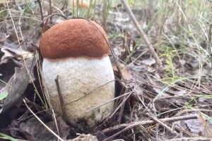 У Дівичках фотомисливиця клацнула пані Грибиху-Здоровиху