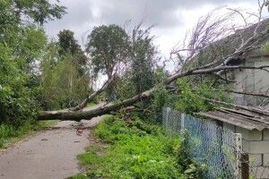 На Рівненщині дерево впало на дорогу (Фото)
