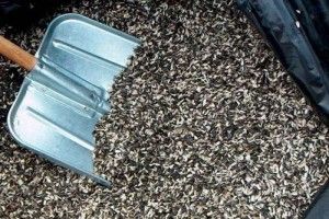 Попит на лушпиння перевищив попит на саме насіння соняшника