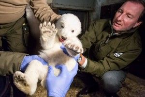 Німці просять допомогти з ім’ям для полярного ведмедика (фото)