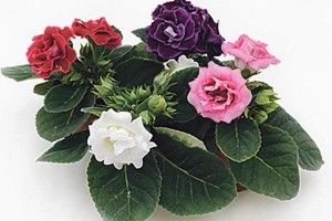 Цифри і факти