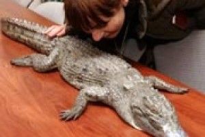 ВПІЙМАЛИ КРОКОДИЛА ШУФРИЧА