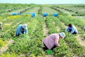 У Польщі та Чехії підвищили зарплати українським заробітчанам: скільки тепер платять