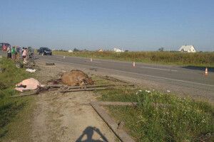 «Форд» з Харкова розтрощив підводу на Рівненщині