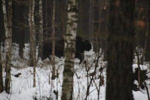 У Цуманській пущі відбудеться екстремальний  туристичний змаг «Доброволець-2018»