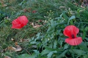 Макова аномалія