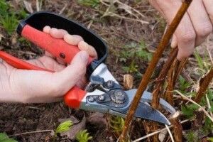 Коли обрізати ремонтантну малину?