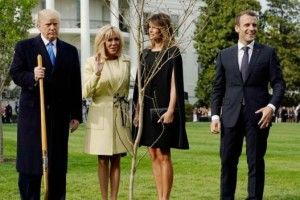 З галявини Білого дому зникло «дерево Макрона»