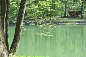 Ніяких шашликів: волинські лісівники закрили рекреаційні зони