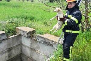 Бійці ДСНС врятували двох цуциків (Фото)