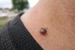 На Волині чоловік захворів на кліщовий енцефаліт після відпочинку в лісі