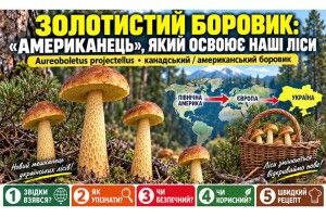 Гриби: користь і небезпека