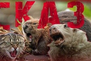 Через сказ домашнього кота в обласному центрі оголосили карантин