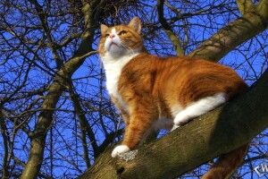 16-річний парубок поліз на дерево рятувати кота: хвостатий спустився сам, а ось хлопця довелося знімати бійцям ДСНС
