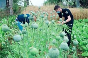У Маневицькому районі не буде пирогів