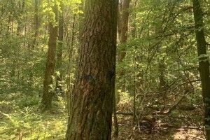 Волинських лісівників судитимуть за дозвіл на рубку 325 здорових дерев