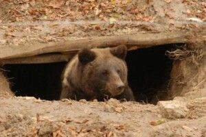 Погода на середу, 18 грудня: той грудень кудись дременув – повноправно порядкує жовтень
