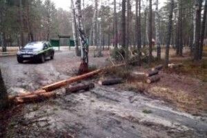 На Маневиччині лісопорушник крав деревину на рекреаційному пункті