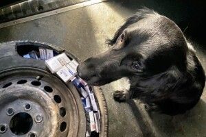 Діна та Айла стали найкращими у пошуках контрабандистів на Волинській митниці