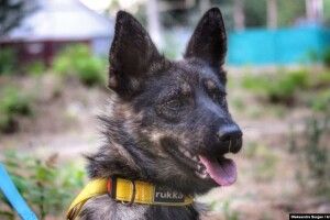 Звільнений моряк Чуліба та собака Джессі зустрілися після 10 місяців розлуки