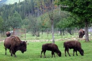 Карпатських зубрів відлякуватимуть електропастухи