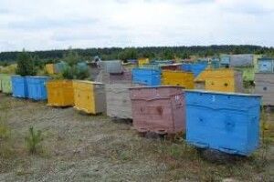 Аграріїв зобов’яжуть сповіщати пасічників про обробку полів через SMS