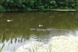 У самісінькому центрі Луцька мама-качка виховує чотирьох каченят (фото)