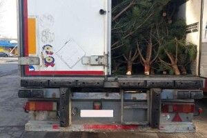 Поліцейські затримали фуру зі свіжозрубаними ялинками та соснами 