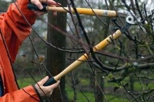 Садівники і ягідники зустрінуться на конференції в Горохові