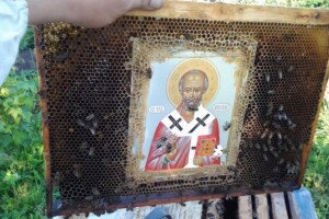 Бджоли, створюючи соти, не торкаються лика святих