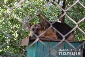 Обабіч автодороги «Київ-Чоп» хтось прив'язав і покинув німецьку вівчарку (фото)