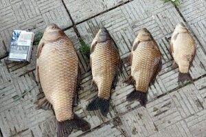 На гачок до волинянина потрапили карасище, карась, карасик та карасеня
