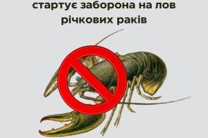 Заборона і штраф: скільки раків можна буде наловити у водоймах Волинської області 