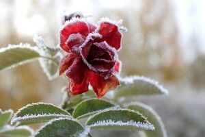 Сніг з дощем і морози: в Україну мчить різке похолодання (карта)