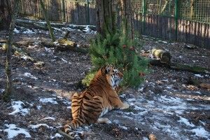 У Рівному навіть хвостатим та рогатим дісталися різдвяні ялиночки (фото) 