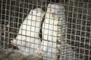 Вбиті через коронавірус норки «встали» із братських могил у Данії