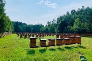 На пасіці у волинському лісі є будиночки для апітерапії та мед без «домішків цивілізації»